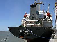 Albatros