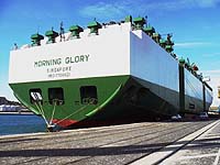 MORNING GLORY